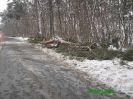 umgestuerzter Baum 24.12.2010 13.30 Uhr