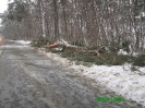 umgestuerzter Baum 24.12.2010 13.30 Uhr